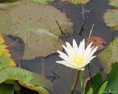 Nymphaea pulchella