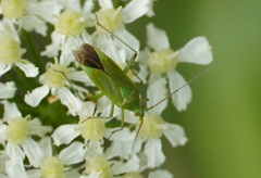 Calocoris