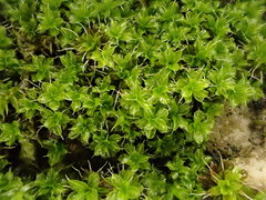 Syntrichia virescens