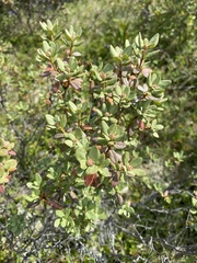 Rhododendron parvifolium