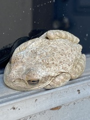 Osteopilus septentrionalis