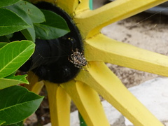 Araneus circe