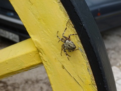 Araneus circe