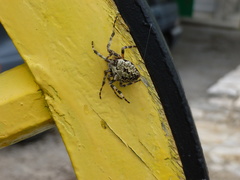 Araneus circe