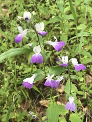 Collinsia multicolor