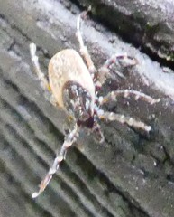 Ixodes frontalis