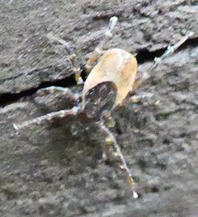 Ixodes frontalis