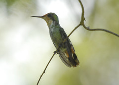 Lophornis gouldii