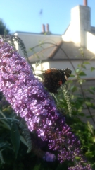 Vanessa atalanta