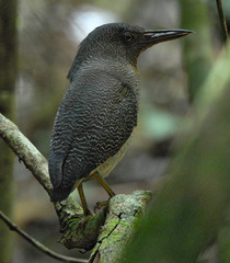 Zebrilus undulatus