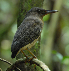 Zebrilus undulatus