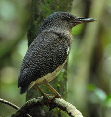 Zebrilus undulatus