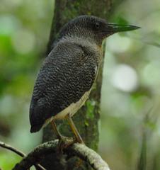 Zebrilus undulatus