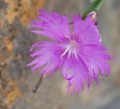Dianthus hyssopifolius hyssopifolius