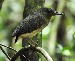 Zebrilus undulatus