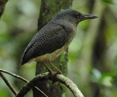 Zebrilus undulatus