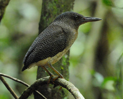 Zebrilus undulatus