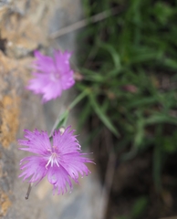 Dianthus hyssopifolius hyssopifolius