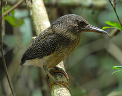 Zebrilus undulatus