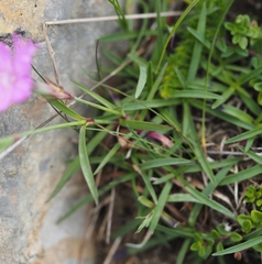 Dianthus hyssopifolius hyssopifolius