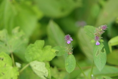 Rostellularia procumbens