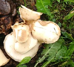 Cerioporus squamosus