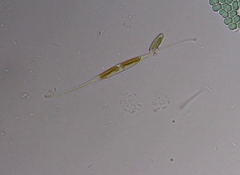 Nitzschia reversa