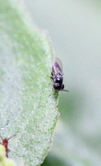 Neoloxotaenia gracilis