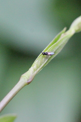 Neoloxotaenia gracilis