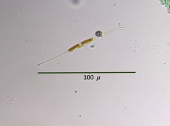 Nitzschia reversa