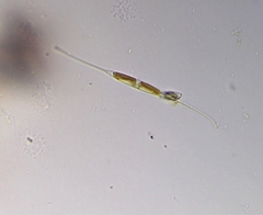 Nitzschia reversa
