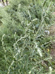 Artemisia vulgaris
