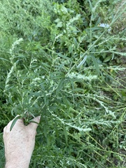 Artemisia vulgaris