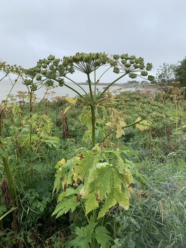 common cowparsnip