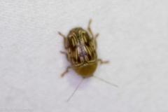 Cryptocephalus fulguratus