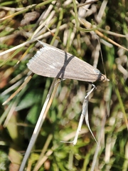 Udea uliginosalis