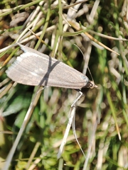 Udea uliginosalis