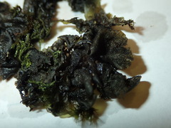 Collema flaccidum