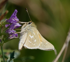 Hesperia assiniboia