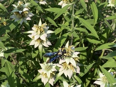 Sphex pensylvanicus
