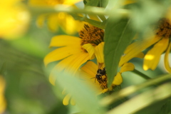 Triepeolus remigatus