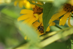Triepeolus remigatus