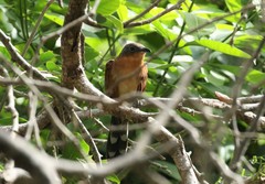 Coccyzus lansbergi
