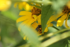 Triepeolus remigatus