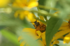 Triepeolus remigatus
