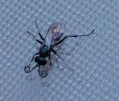 Auplopus architectus