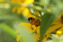 Triepeolus remigatus
