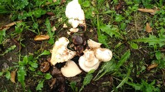 Cerioporus squamosus