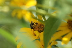 Triepeolus remigatus