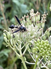 Zethus spinipes spinipes